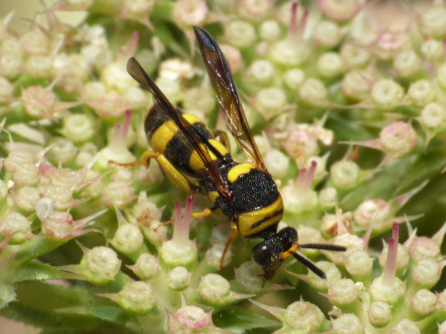 Leucospis di media grandezza: Leucospis cfr. dorsigera